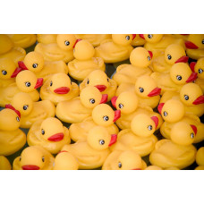 Ducks (12-set)